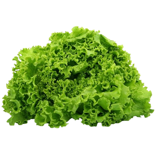 light-gentilina-lettuce-seeds-removebg-preview